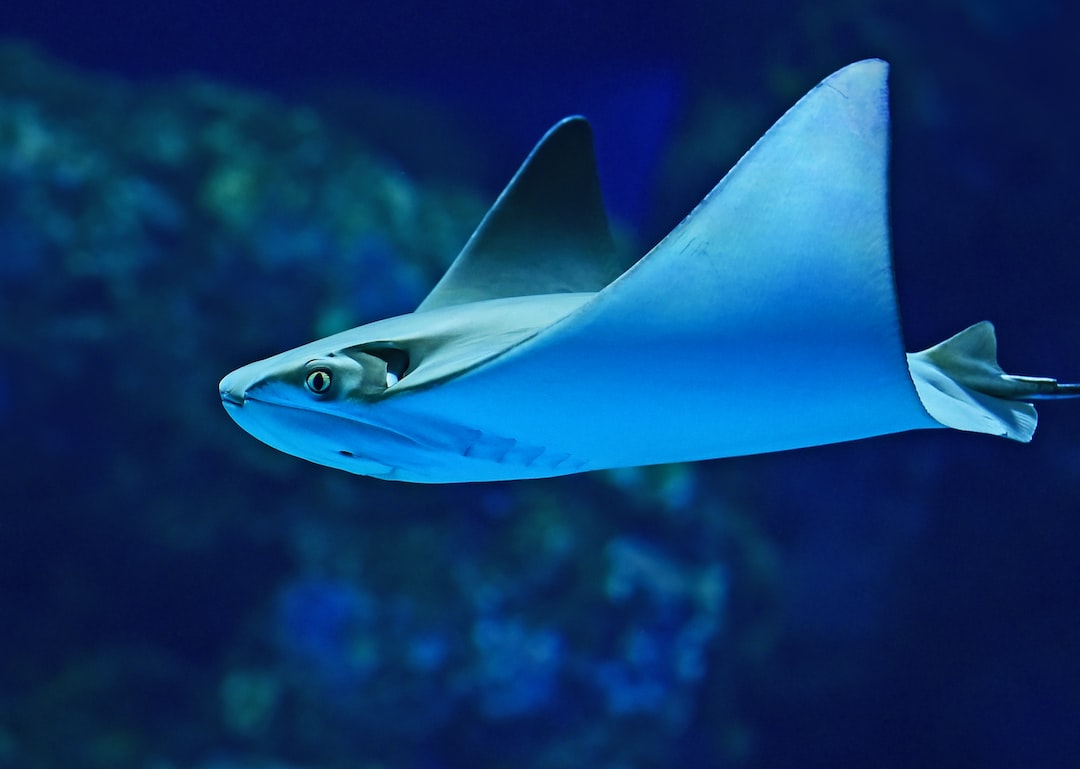 10 wichtige Fragen zu Aquarium Fotorückwand
