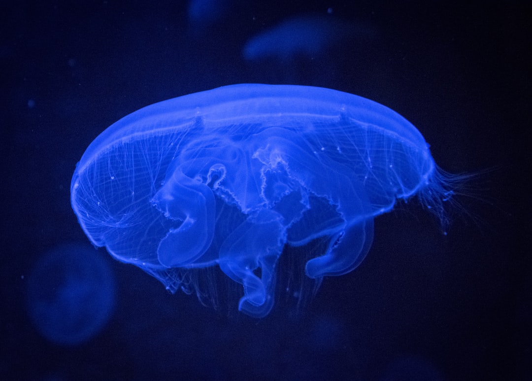 10 wichtige Fragen zu Rückwandfolie Aquarium