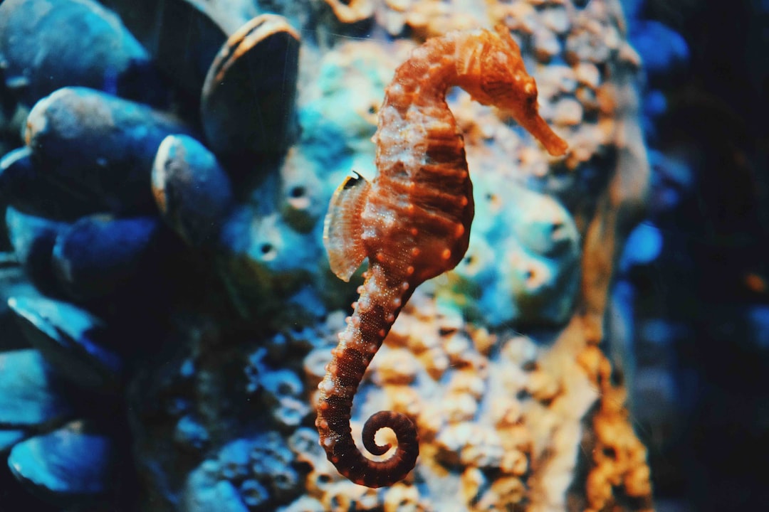 10 wichtige Fragen zu Lebendgestein Aquarium