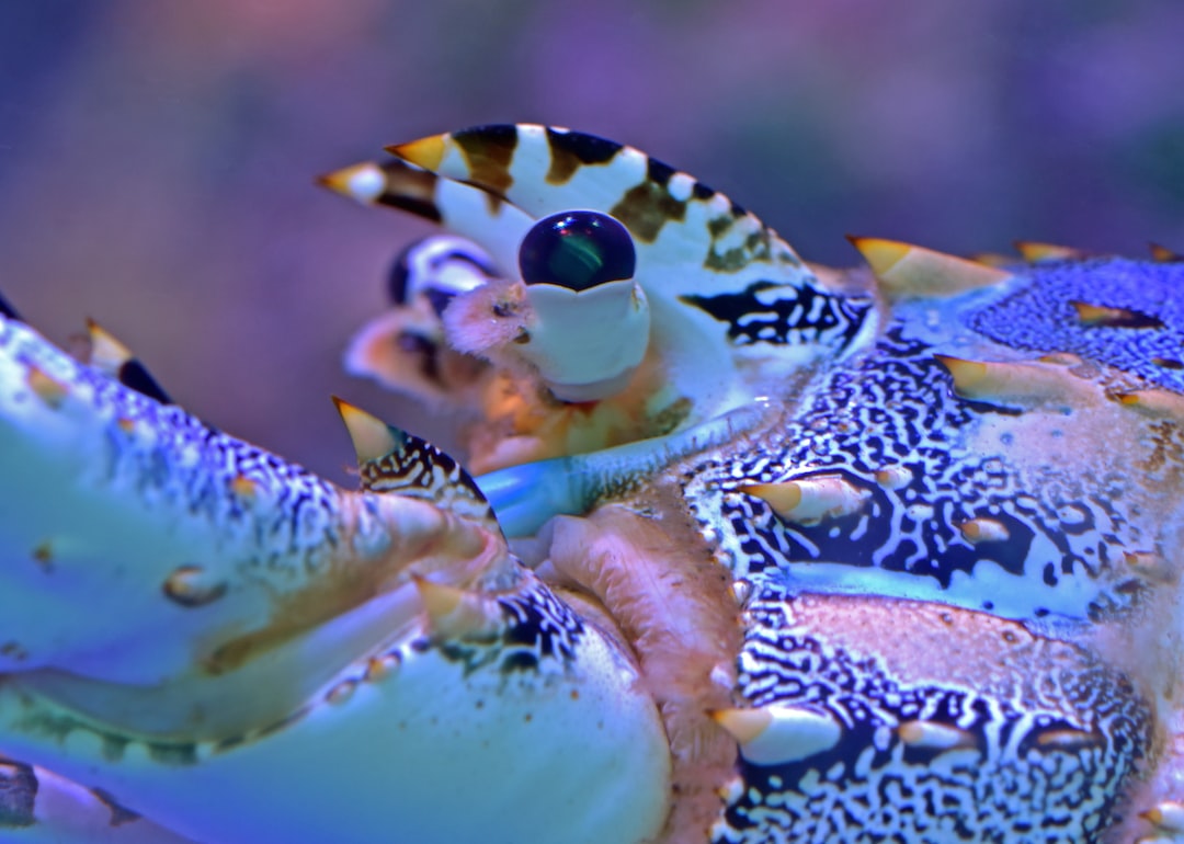 10 wichtige Fragen zu Glasrosen Aquarium