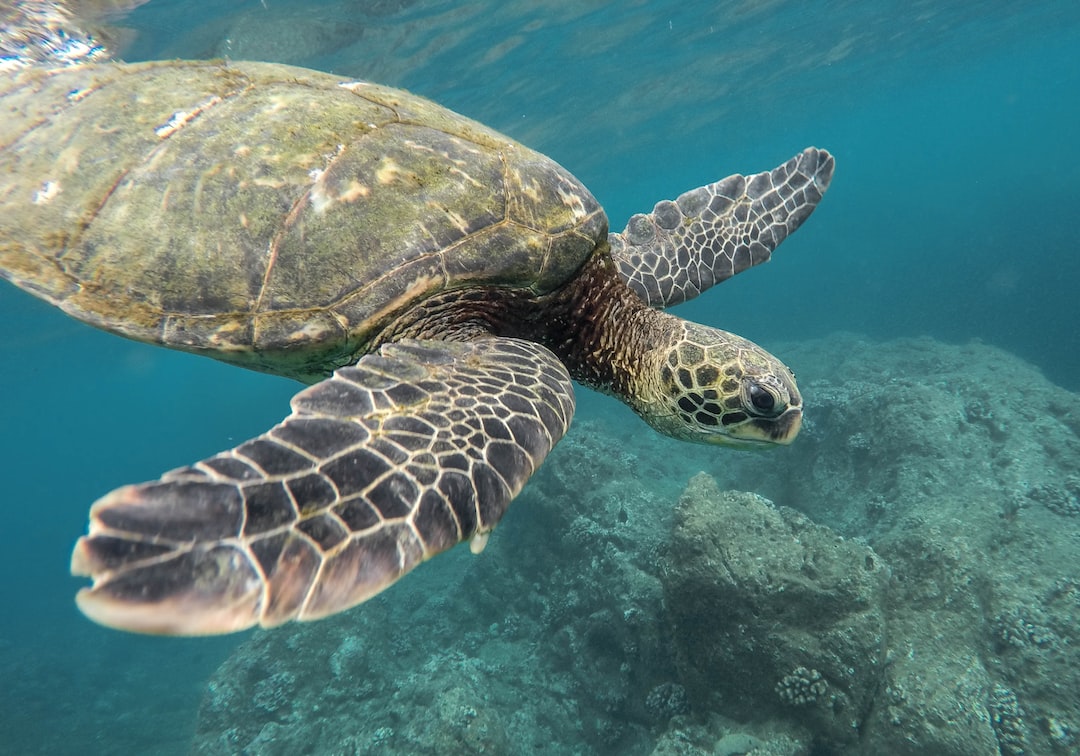 10 wichtige Fragen zu Folie Für Aquarium Rückwand