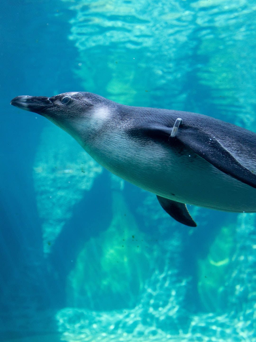 10 wichtige Fragen zu Aquarium Purigen