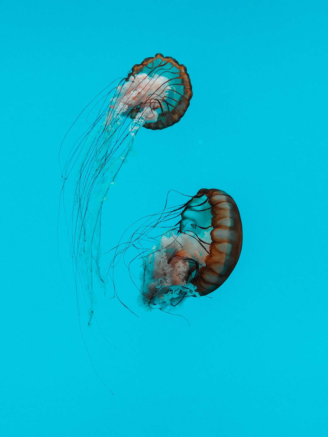 11 wichtige Fragen zu Rückwand Aquarium Juwel