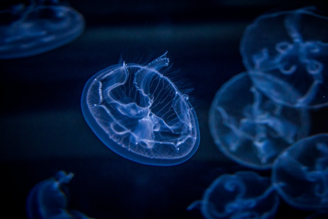 12 wichtige Fragen zu Wie Sicher Sind Juwel Aquarium?