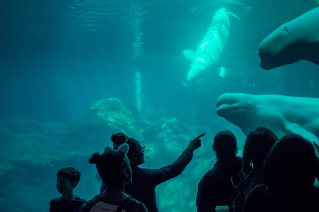 12 wichtige Fragen zu Haibarbe Aquarium