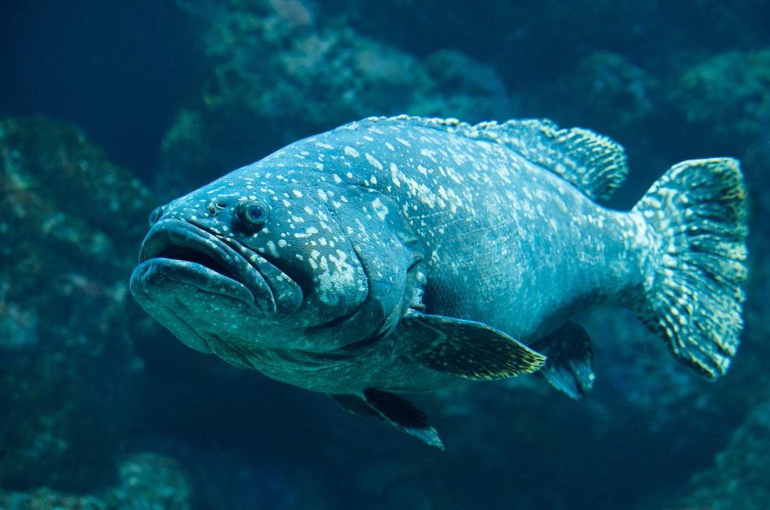 12 wichtige Fragen zu Ph Wert Erhöhen Aquarium