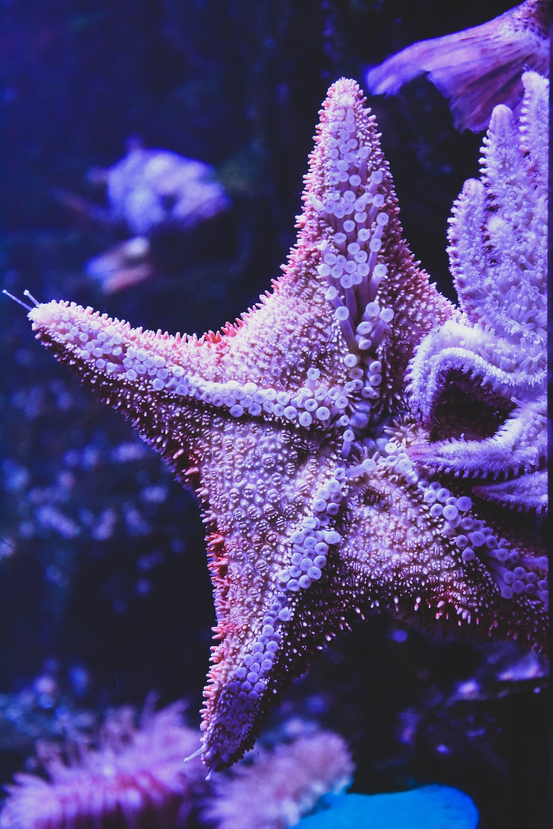 13 wichtige Fragen zu Traumdeutung Aquarium