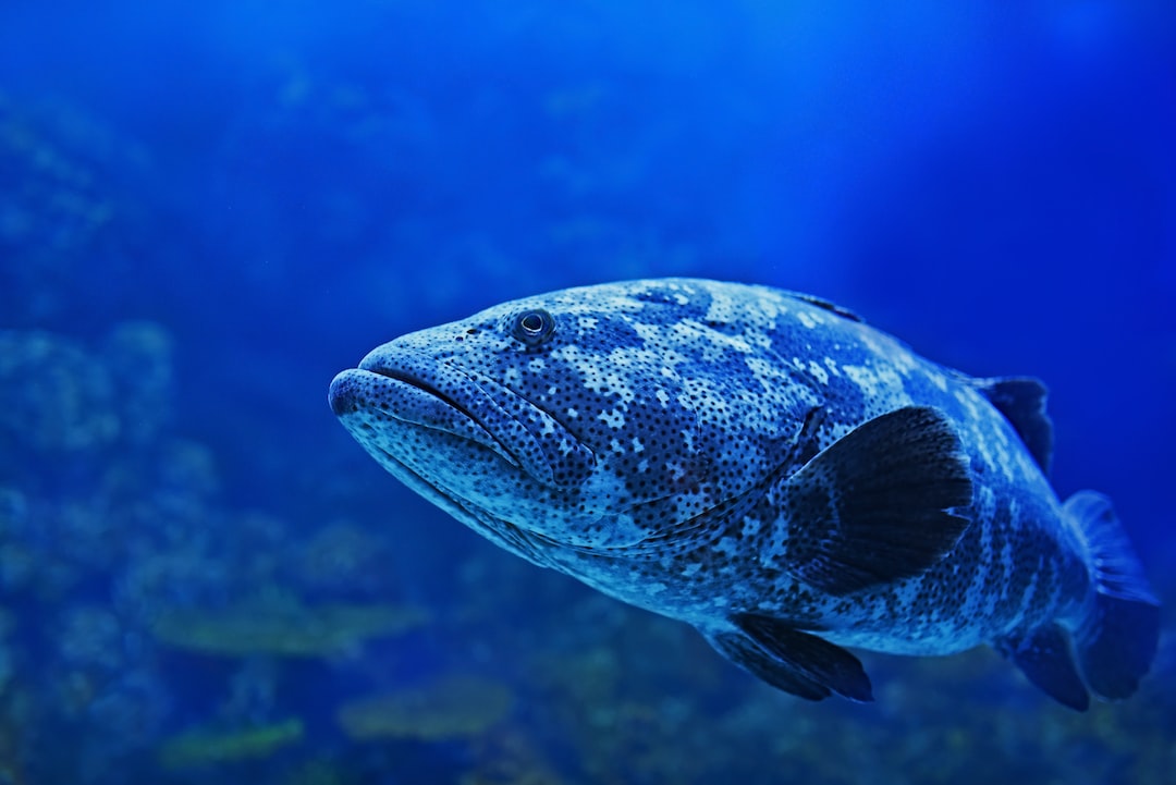 13 wichtige Fragen zu Findet Nemo Aquarium