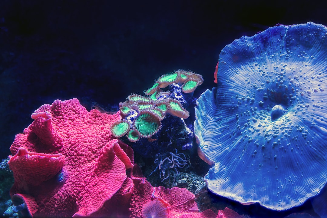 13 wichtige Fragen zu Stängelpflanze Aquarium