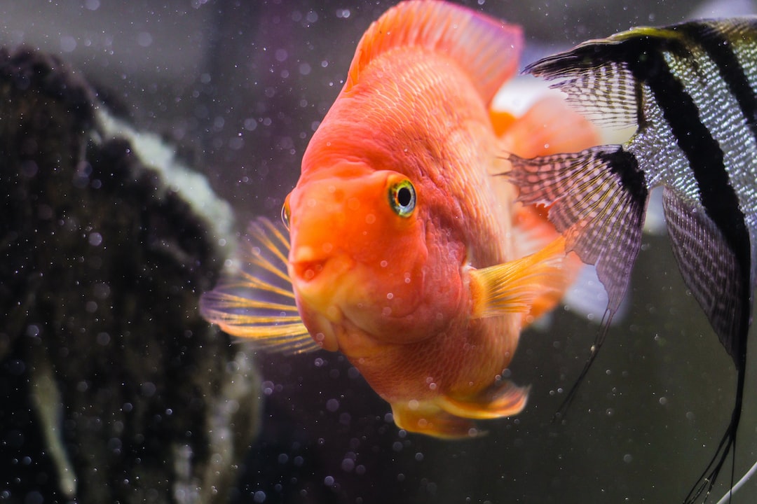 14 wichtige Fragen zu What Should I Put On My Fish Tank Background?