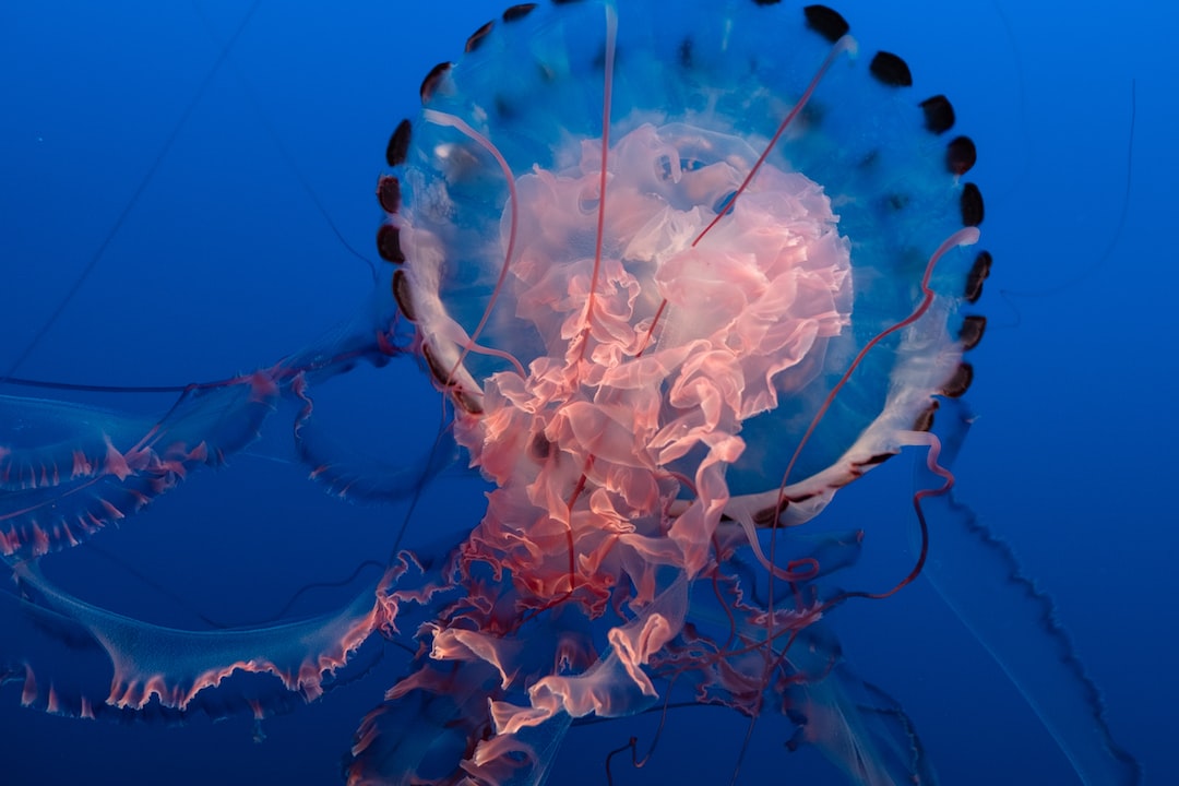 14 wichtige Fragen zu Glockentierchen Aquarium