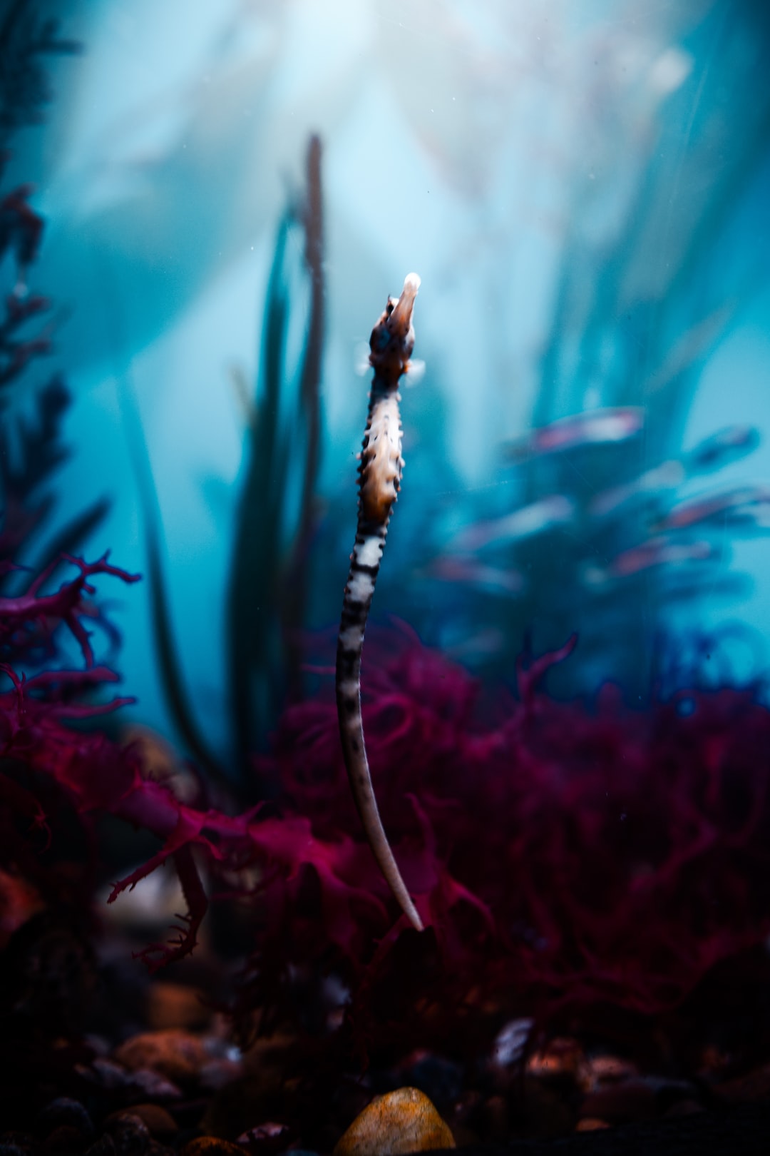 14 Entscheidende Fragen und Antworten zu Red Sea Aquarium
