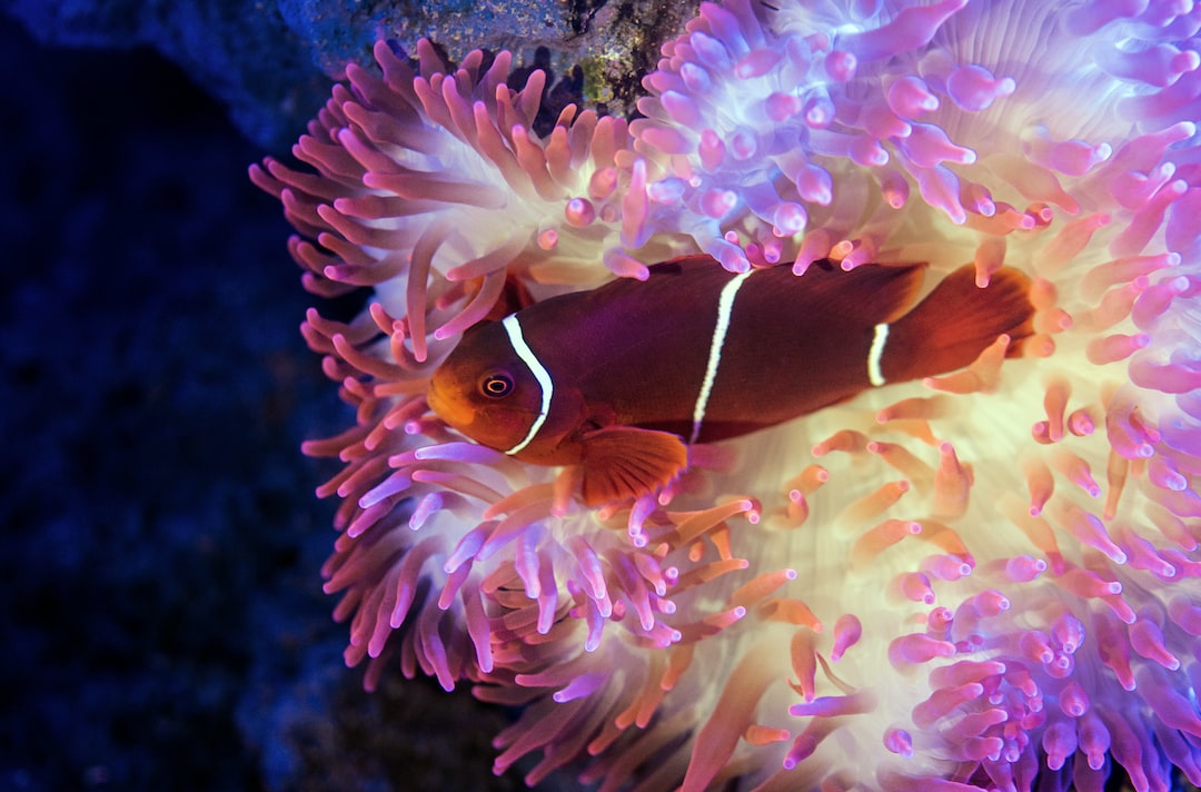 14 wichtige Fragen zu Tropheus Aquarium