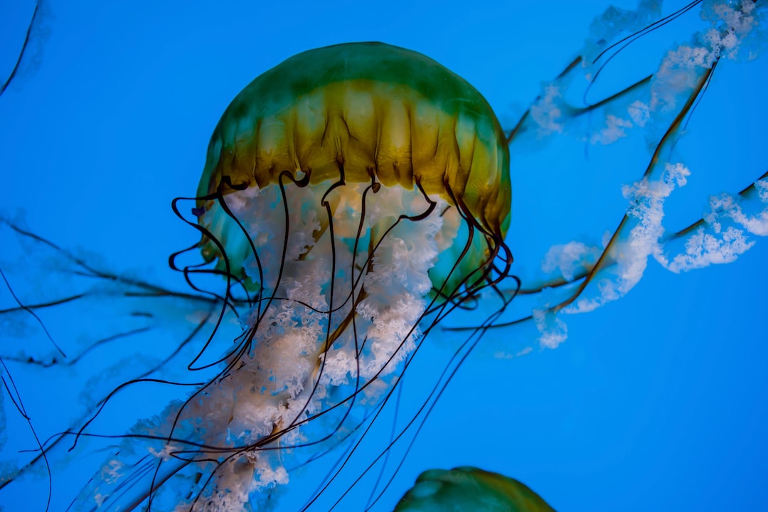 14 wichtige Fragen zu Red Sea Aquarium