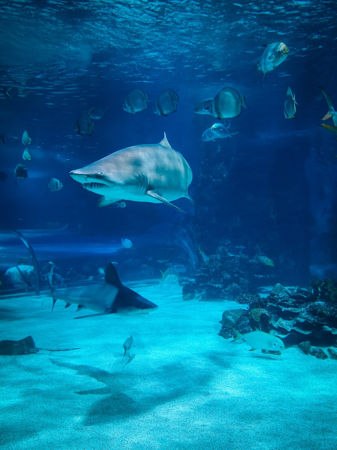 14 wichtige Fragen zu Höhle Aquarium