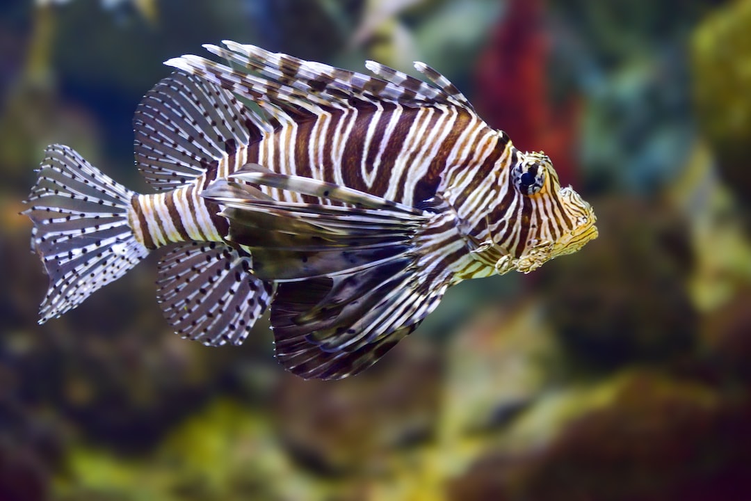 15 wichtige Fragen zu Can Fishes Survive In Tap Water?