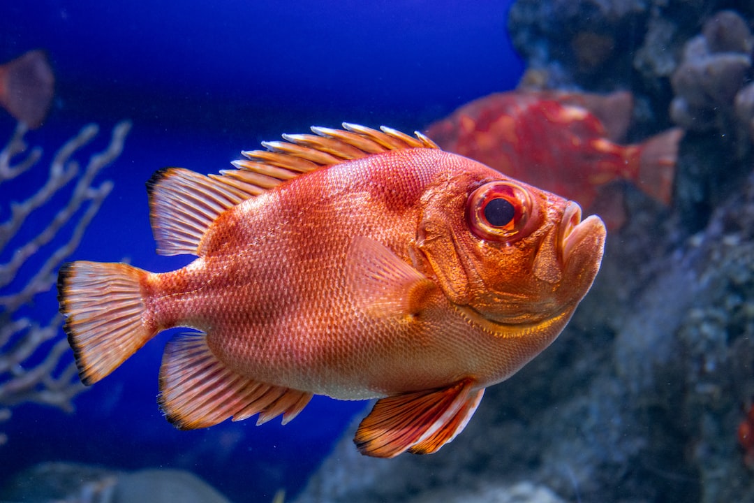 15 Informative Fragen und Antworten zu How Do I Get Rid Of Algae In My Fish Tank Naturally?