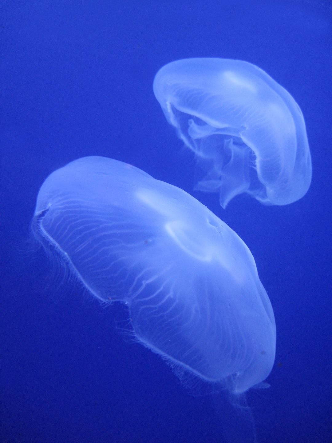 16 wichtige Fragen zu Aquarium Schnecken Bekämpfen