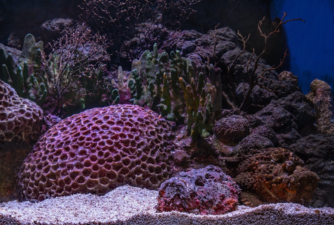 16 wichtige Fragen zu Aquarium Aufbau