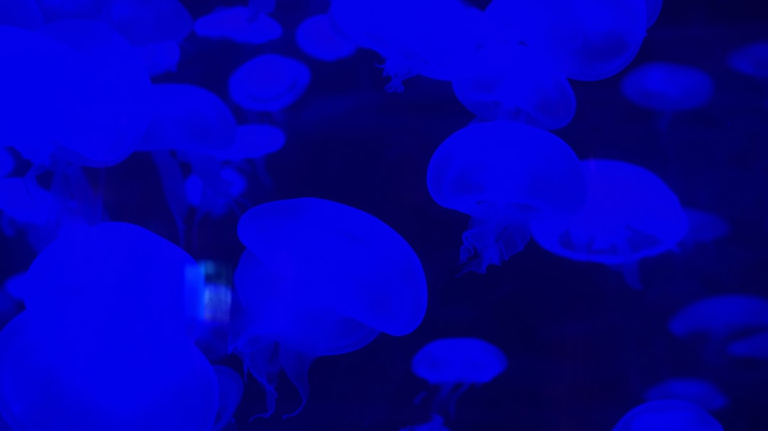 16 wichtige Fragen zu Welse Für 60l Aquarium