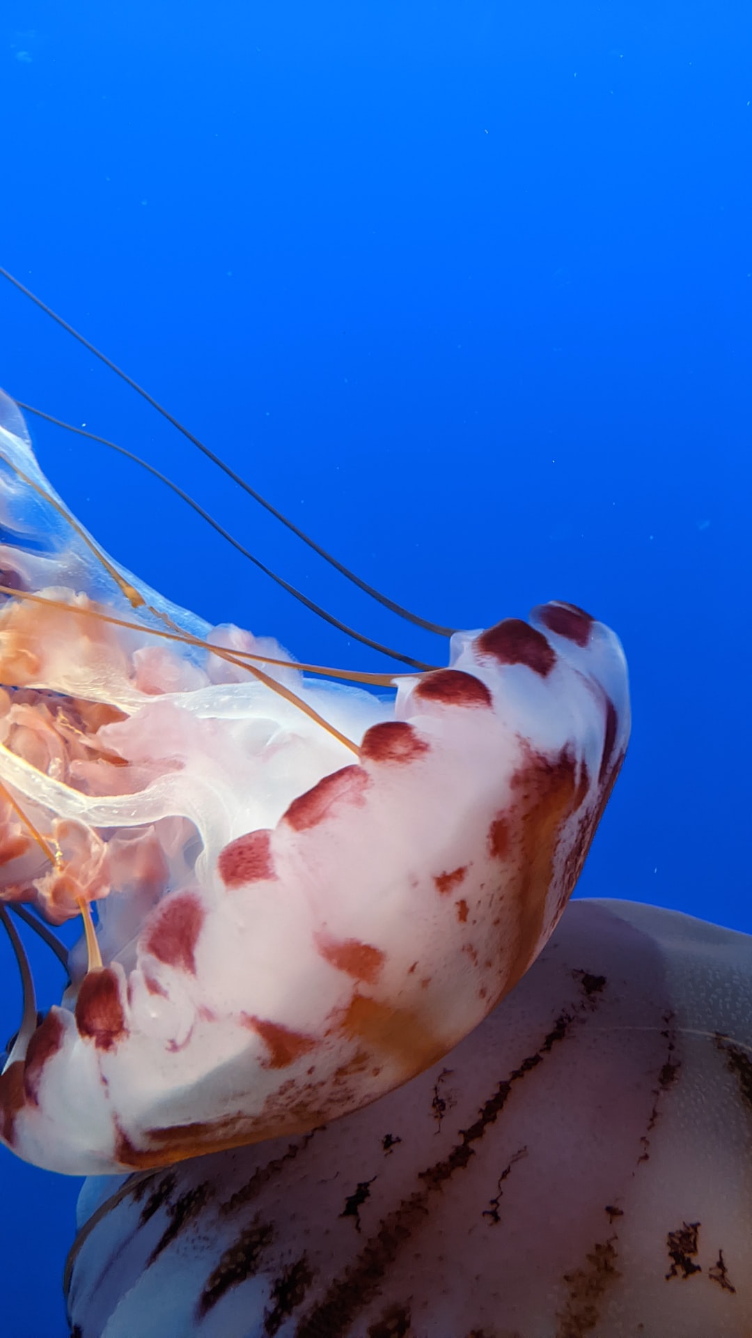 16 wichtige Fragen zu Aquarium Außenfilter Richtig Anbringen