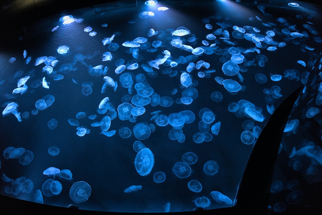 16 wichtige Fragen zu Dekoration Aquarium