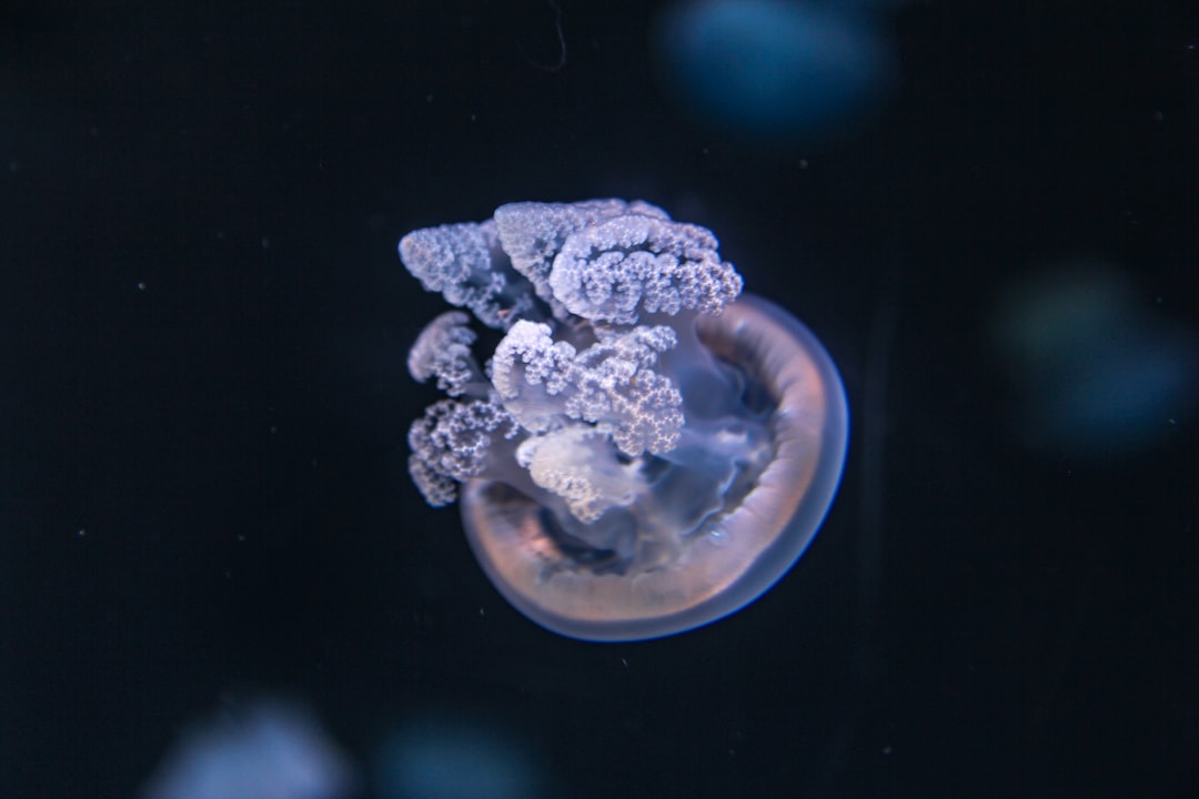 16 wichtige Fragen zu Aquarium Scheibenputzer