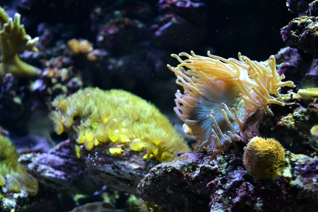 16 wichtige Fragen zu Aquarium Fingerwurzel