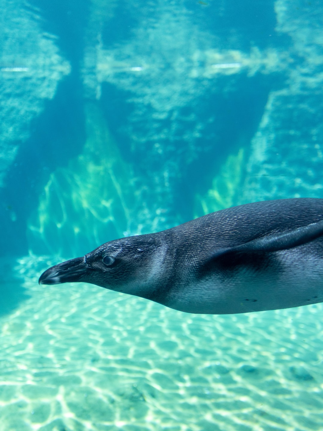 16 wichtige Fragen zu Sauerstoffmangel Aquarium