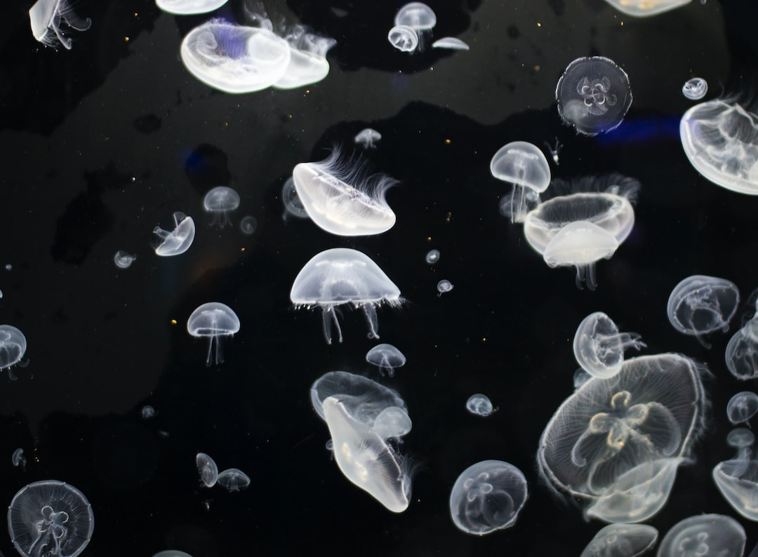 16 wichtige Fragen zu Wels Für Kleines Aquarium