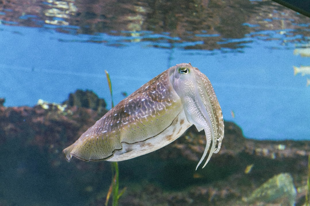 16 wichtige Fragen zu Detritus In Aquarium