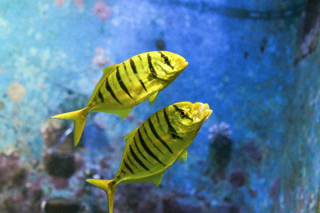 16 wichtige Fragen zu Aquarium Südamerika
