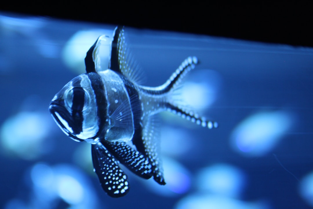 17 wichtige Fragen zu Ist Ein Aquarium Tierquälerei?