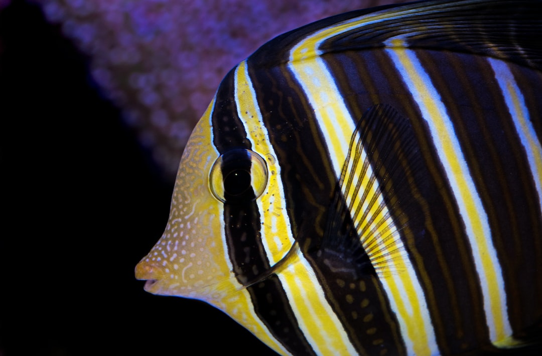 17 wichtige Fragen zu Schiefer Aquarium