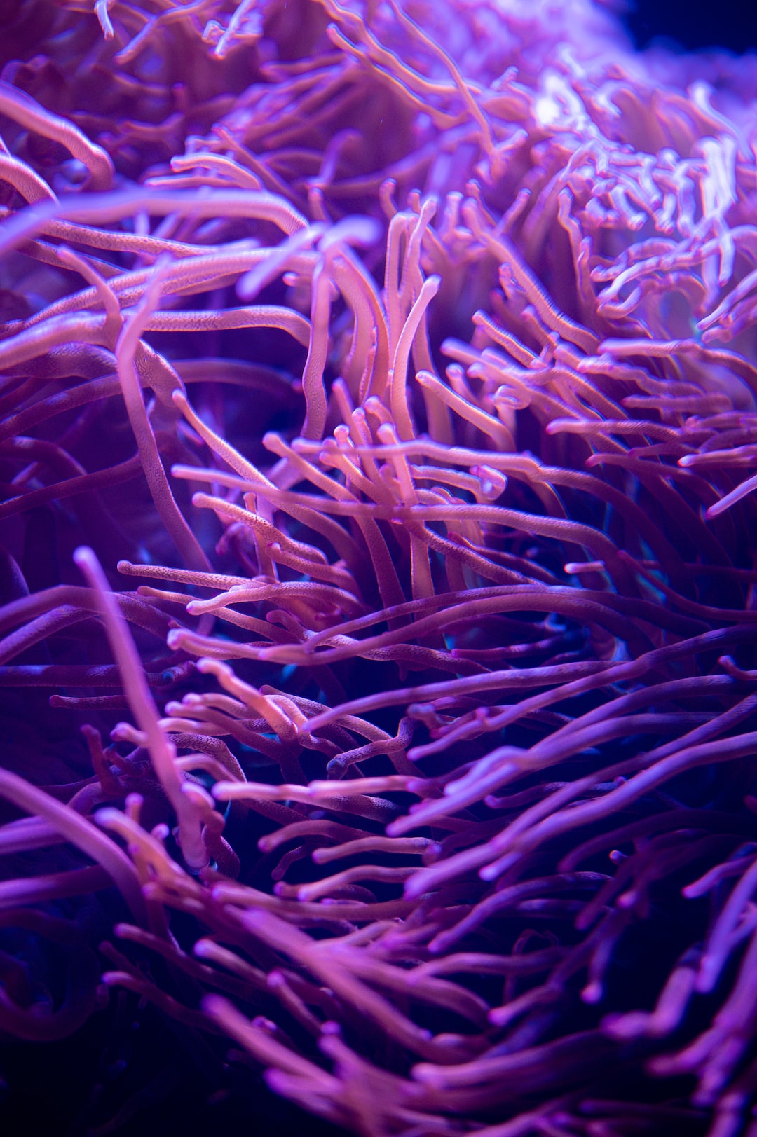 17 wichtige Fragen zu Röhrenwürmer Aquarium
