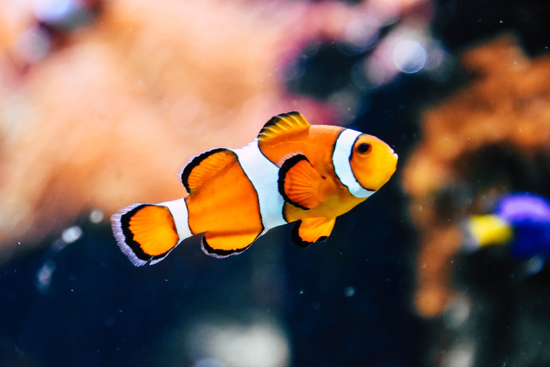 18 wichtige Fragen zu Can Fish Become Bored?