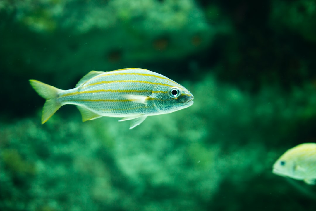 18 wichtige Fragen zu Aquarium Scheibenmagnet