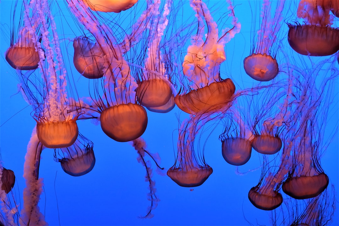 18 wichtige Fragen zu Was Tun Mit Zu Vielen Aquarium Schnecken?