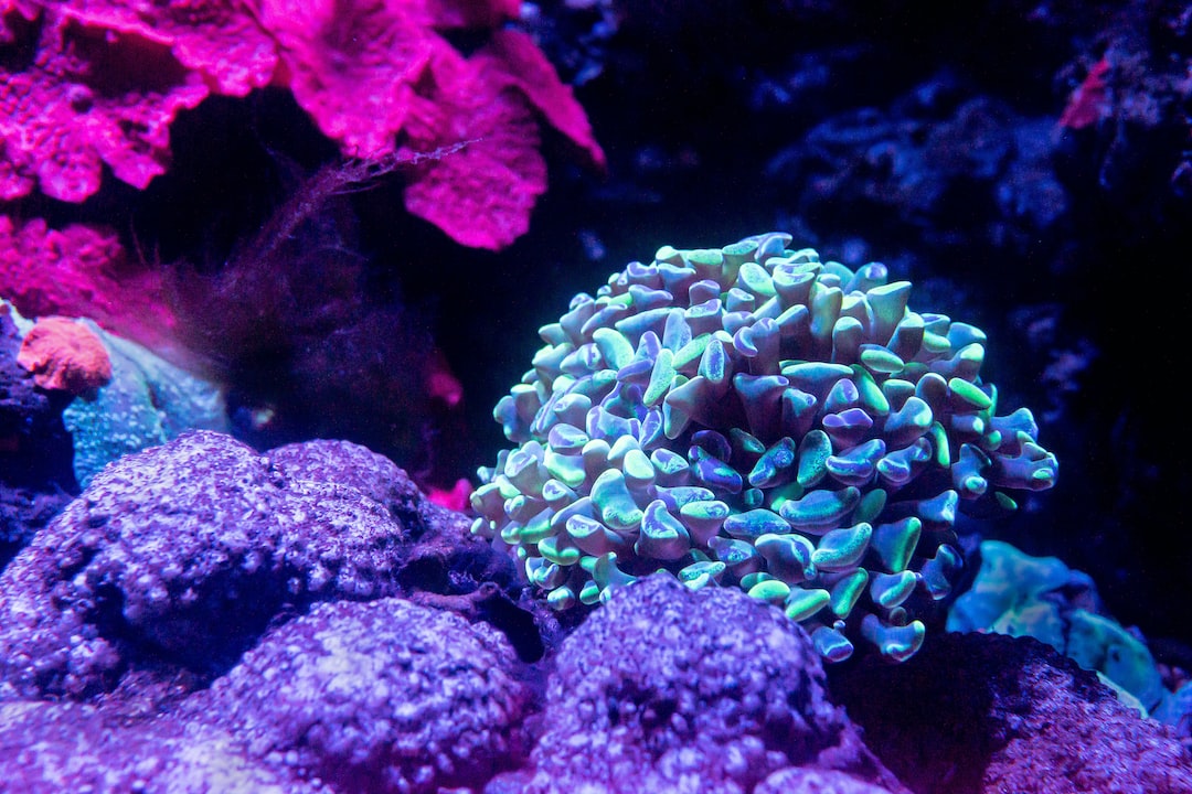 18 wichtige Fragen zu Monte Carlo Aquarium Pflanze