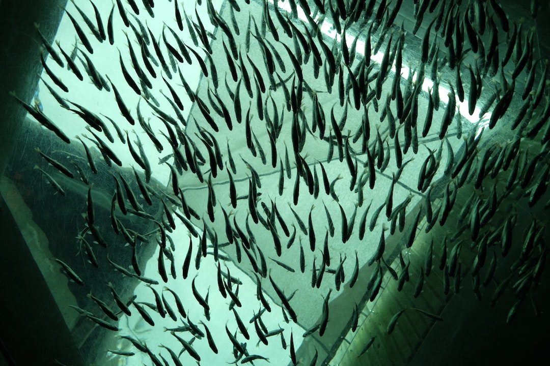 18 wichtige Fragen zu Iridescent Shark Aquarium