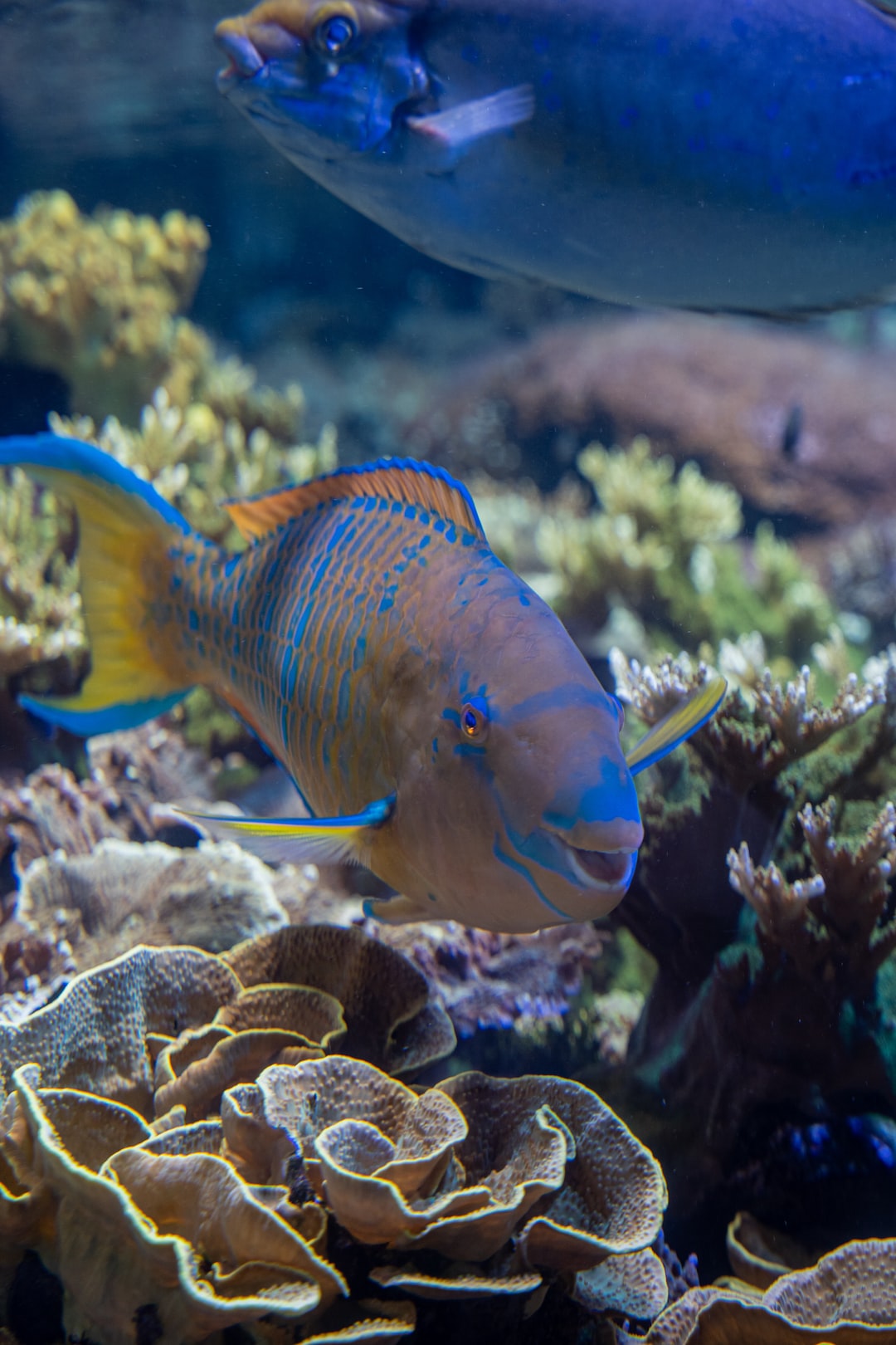 18 wichtige Fragen zu Fische Springen Aus Aquarium