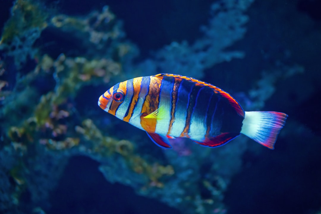 18 wichtige Fragen zu What Ornaments Do Fish Like?