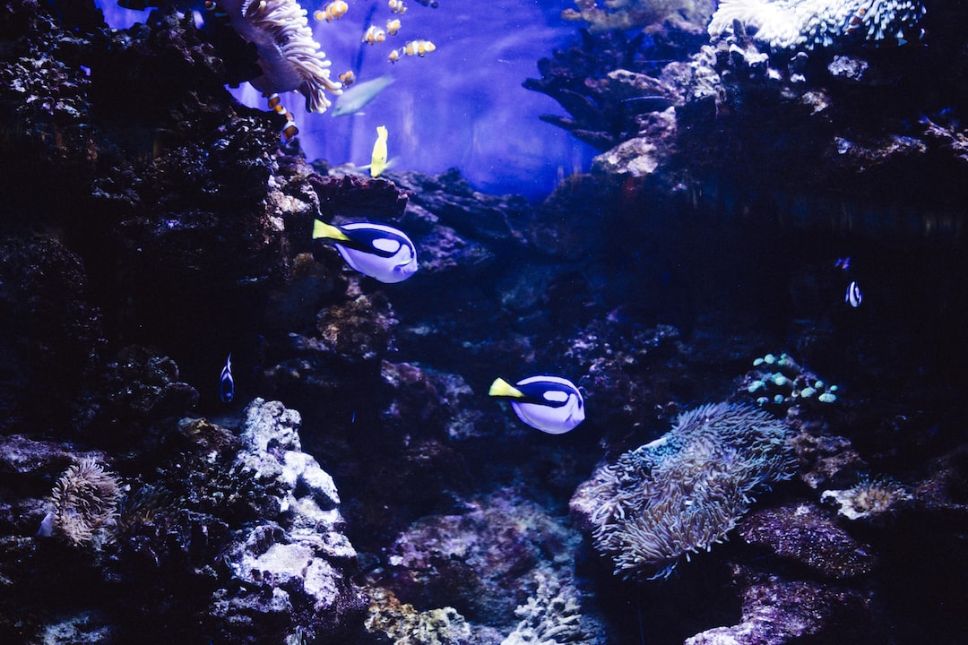 Quallen Aquarium