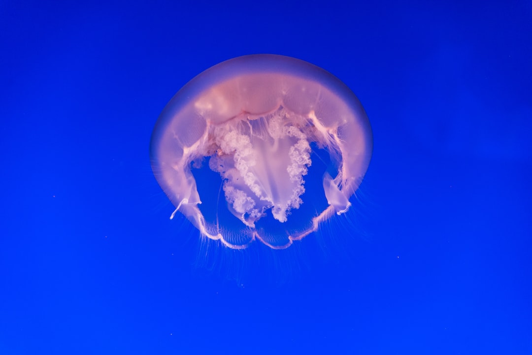 19 Aussergewöhnliche Fakten zu Was Kann Man Gegen Schnecken Im Aquarium Machen?