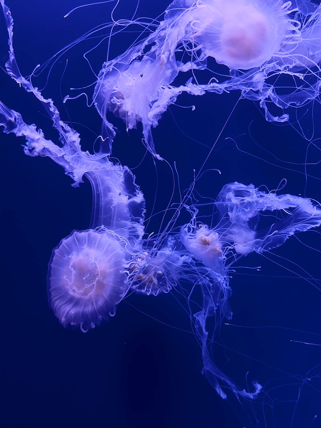 19 wichtige Fragen zu Molche Aquarium