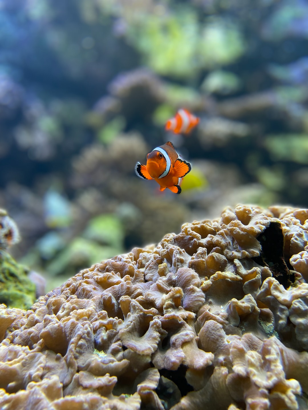 19 wichtige Fragen zu Welsarten Aquarium