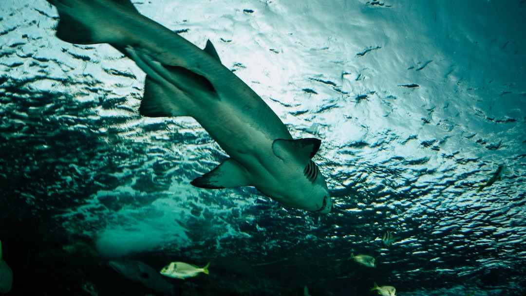 19 wichtige Fragen zu What Is The Best Time To Visit Dubai Aquarium?