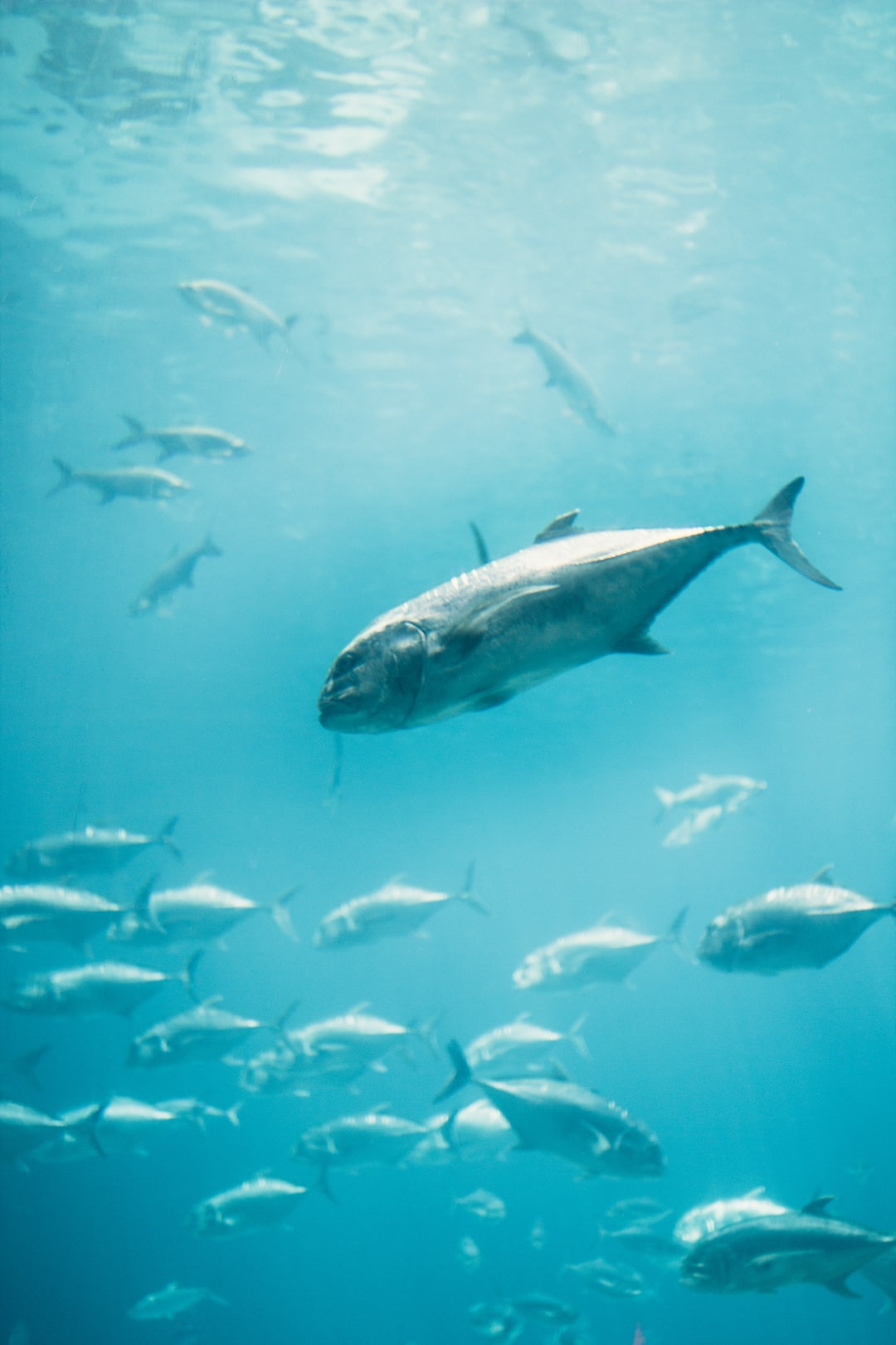 19 wichtige Fragen zu Diskusfisch Aquarium