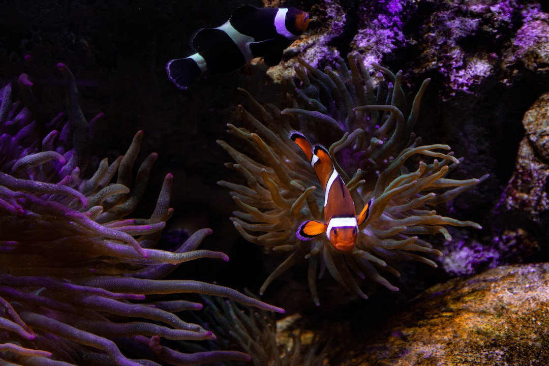19 wichtige Fragen zu Neues Aquarium Wann Fische Rein