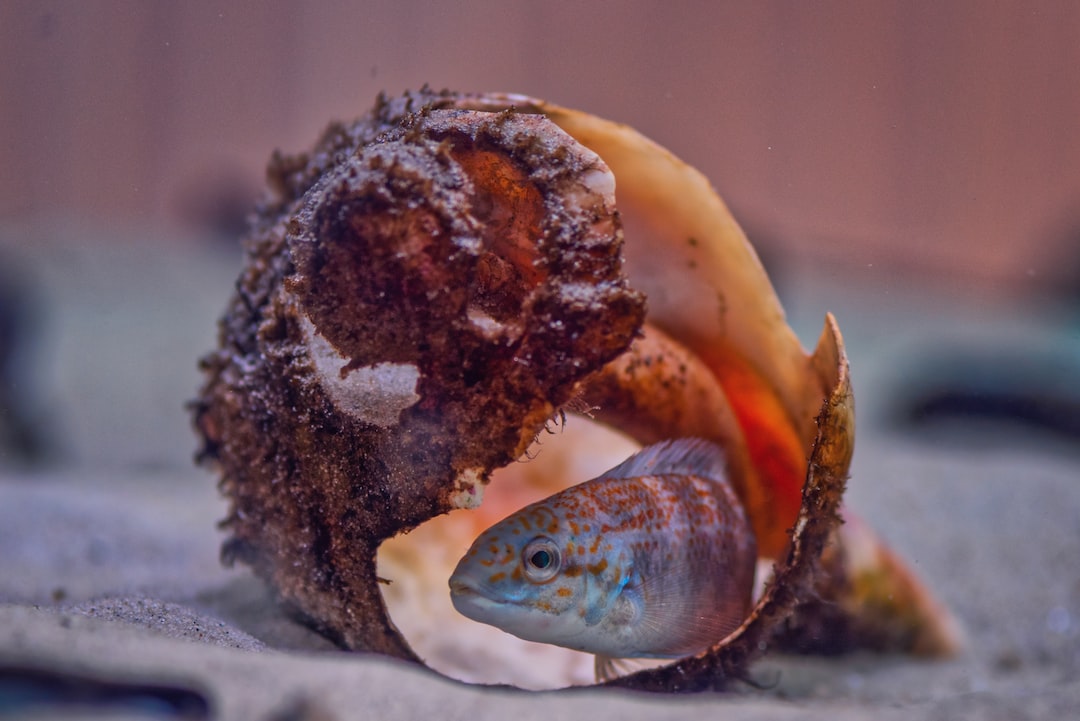 19 wichtige Fragen zu Aquarium Tiere Ausser Fische